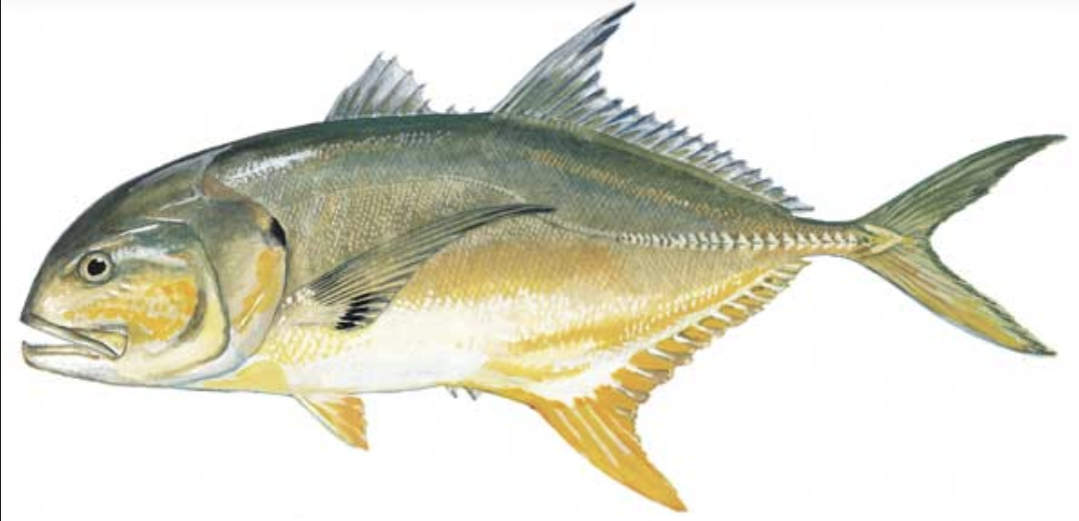 Jack Crevalle illustration
