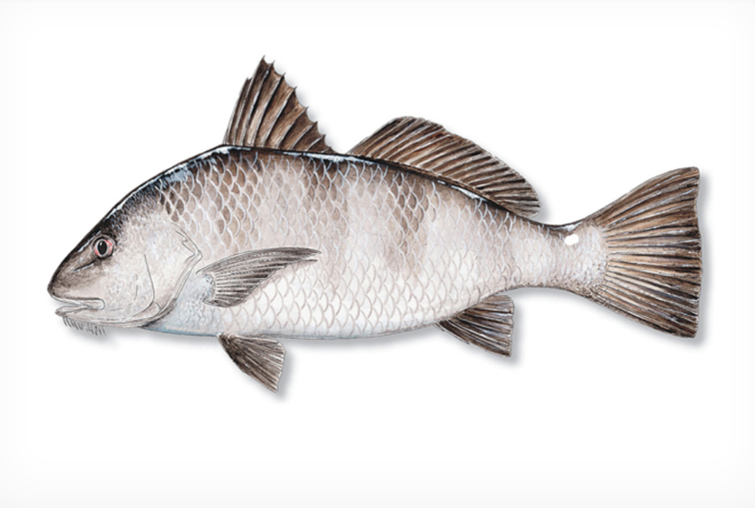 Black Drum illustration