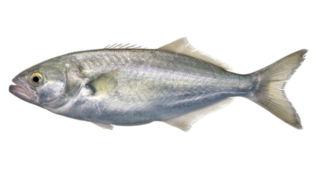 Bluefish illustration