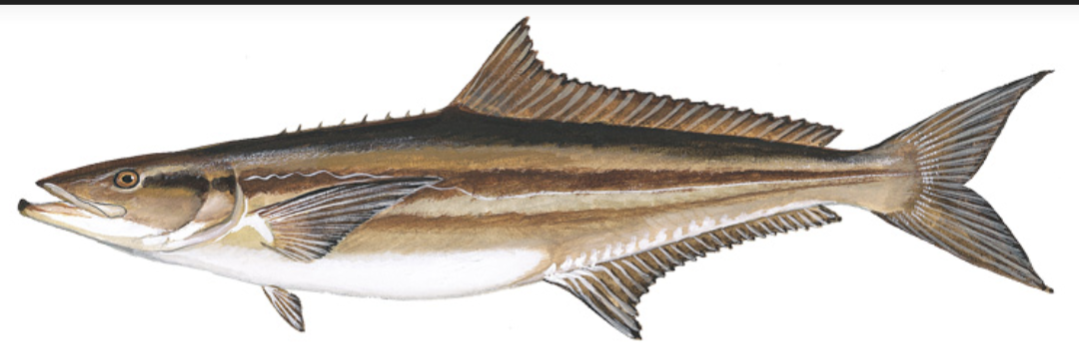 Cobia illustration