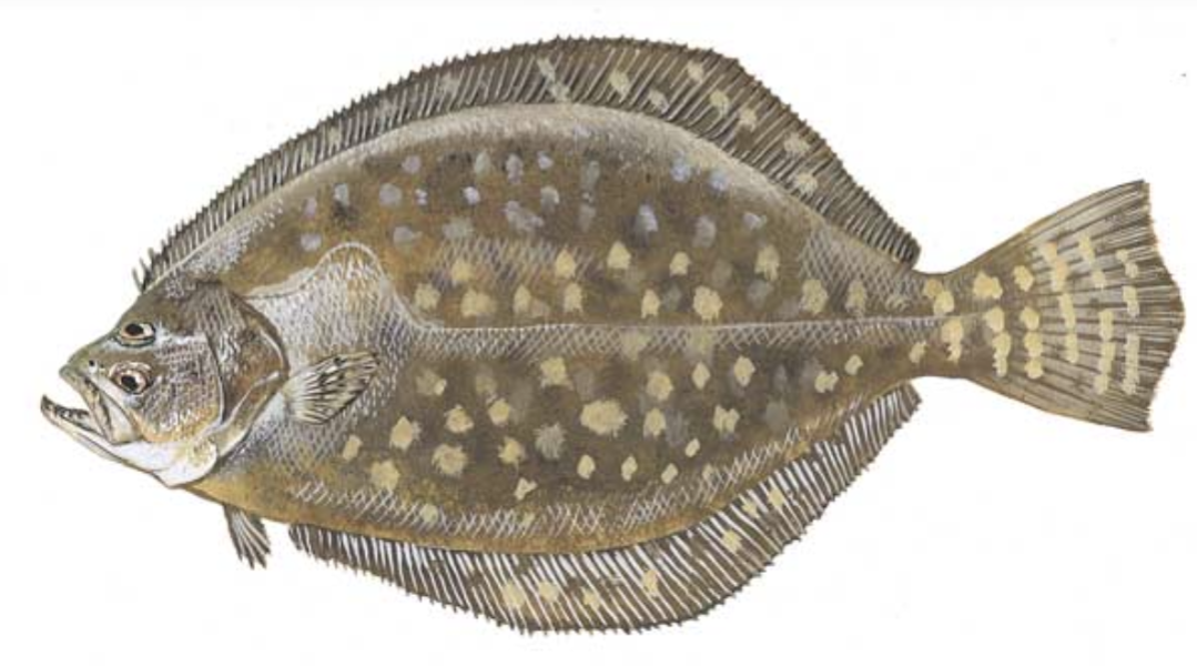 Flounder illustration