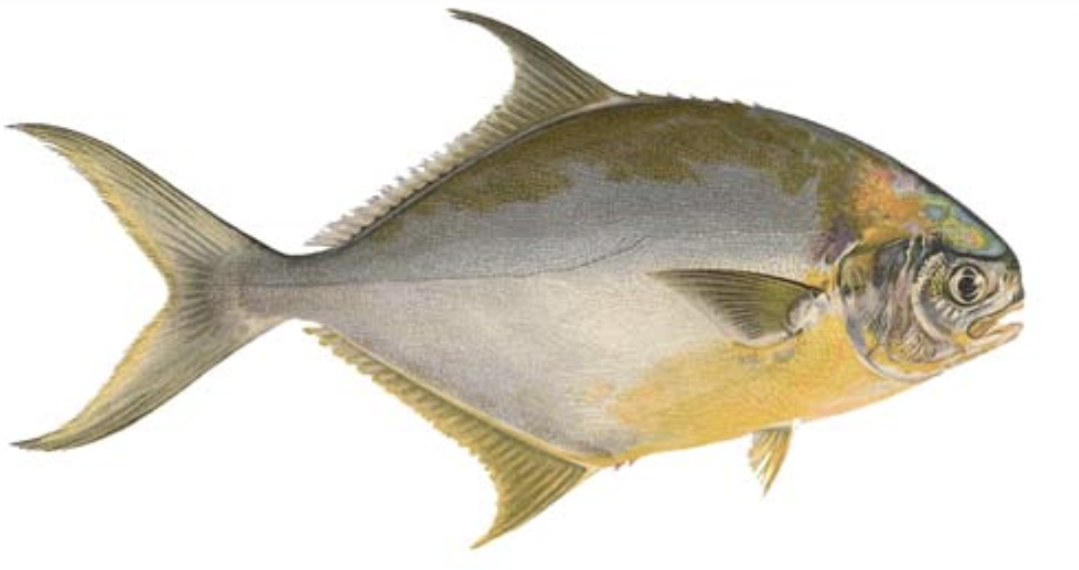 Pompano illustration