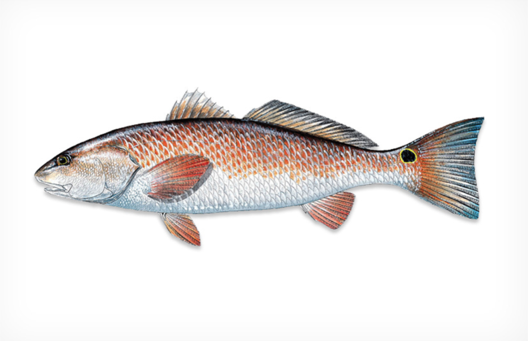Redfish illustration