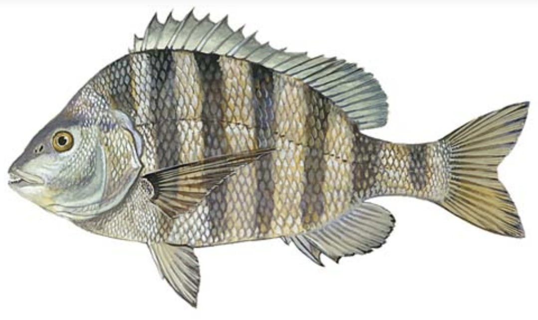 Sheepshead illustration