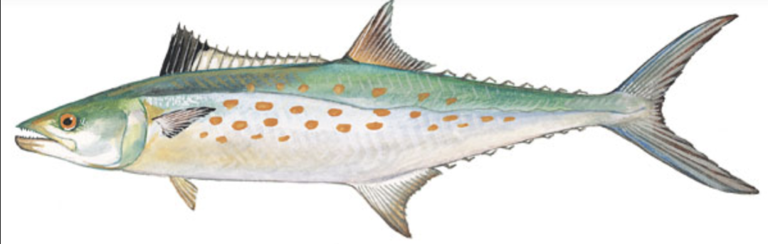 Spanish Mackerel illustration