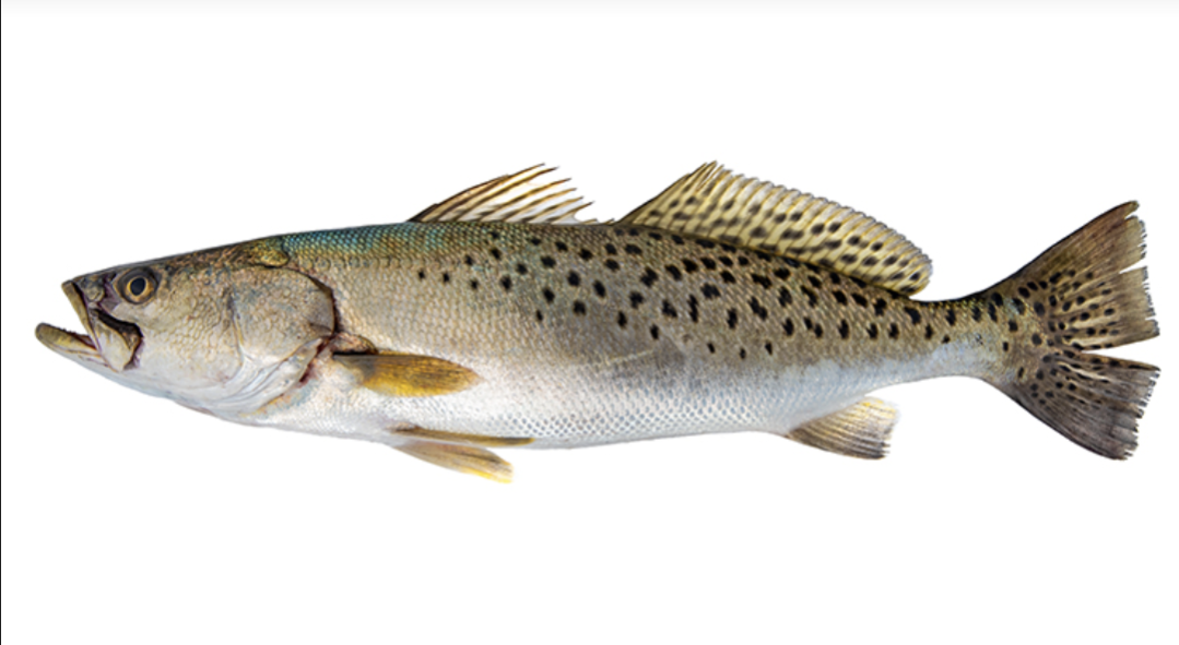 Speckled Trout illustration