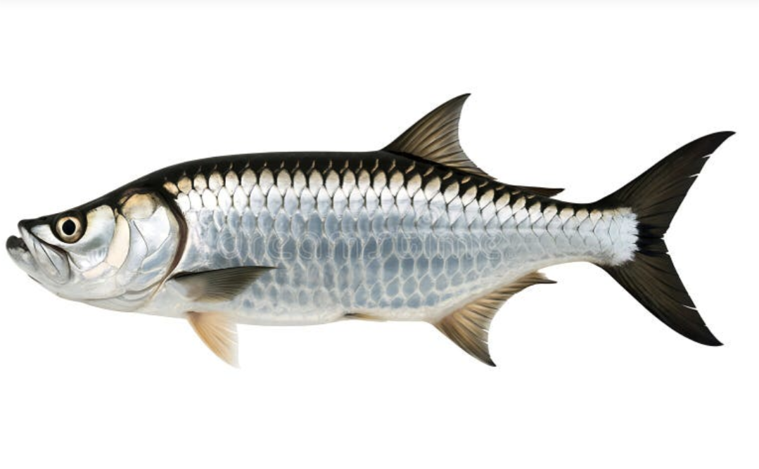 Tarpon illustration