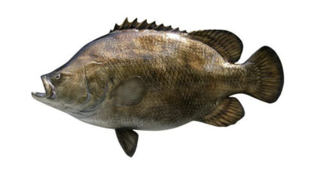 Tripletail illustration