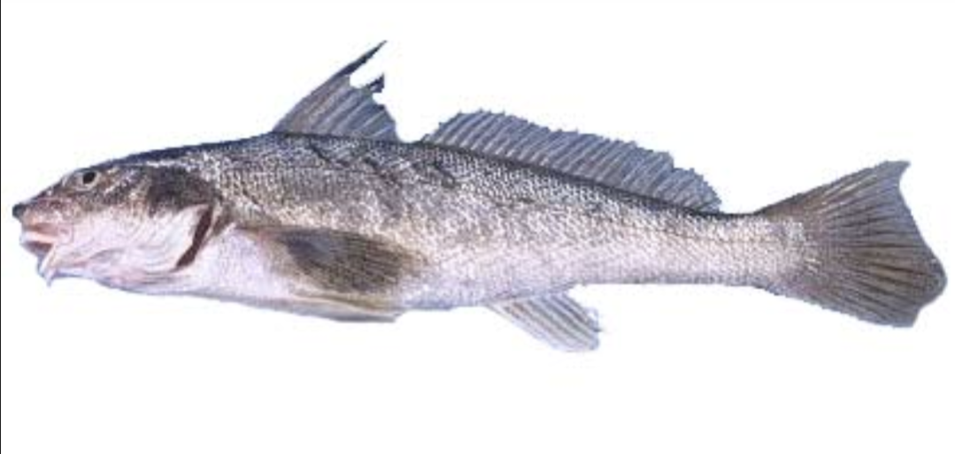 Whiting illustration