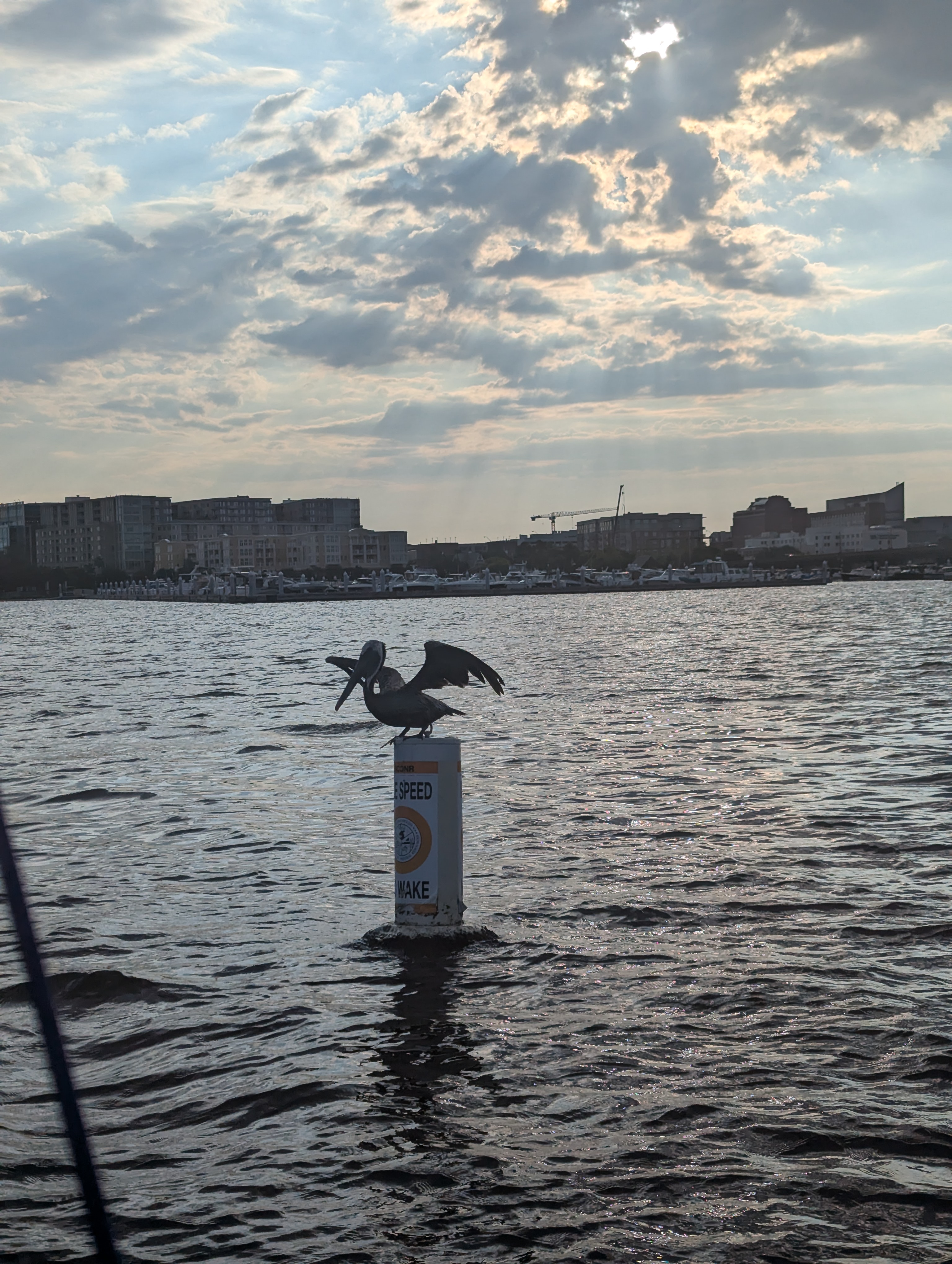 April Inshore Fishing in Charleston: Redfish, Trout, or Sheepshead — What’s the Best Bet?
